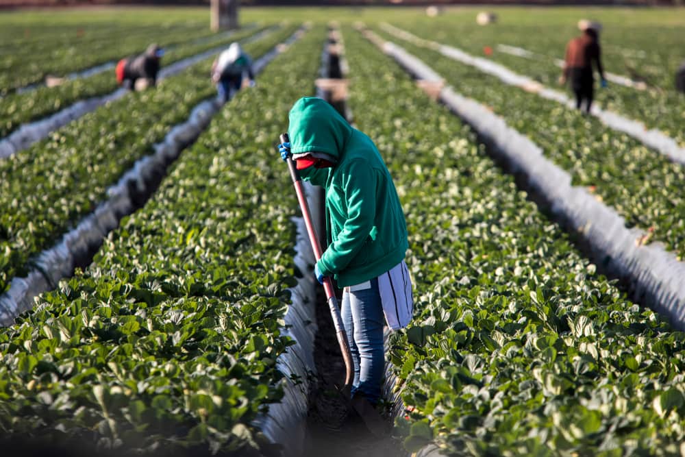 migrant workers in working in strawberry fields, who is eligible to receive workers comp benefits in NC?